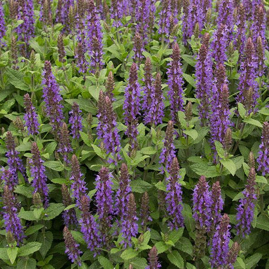 Salvia nemorosa 'Florsaldeep' ~ Sensation® Deep Blue Meadow Sage