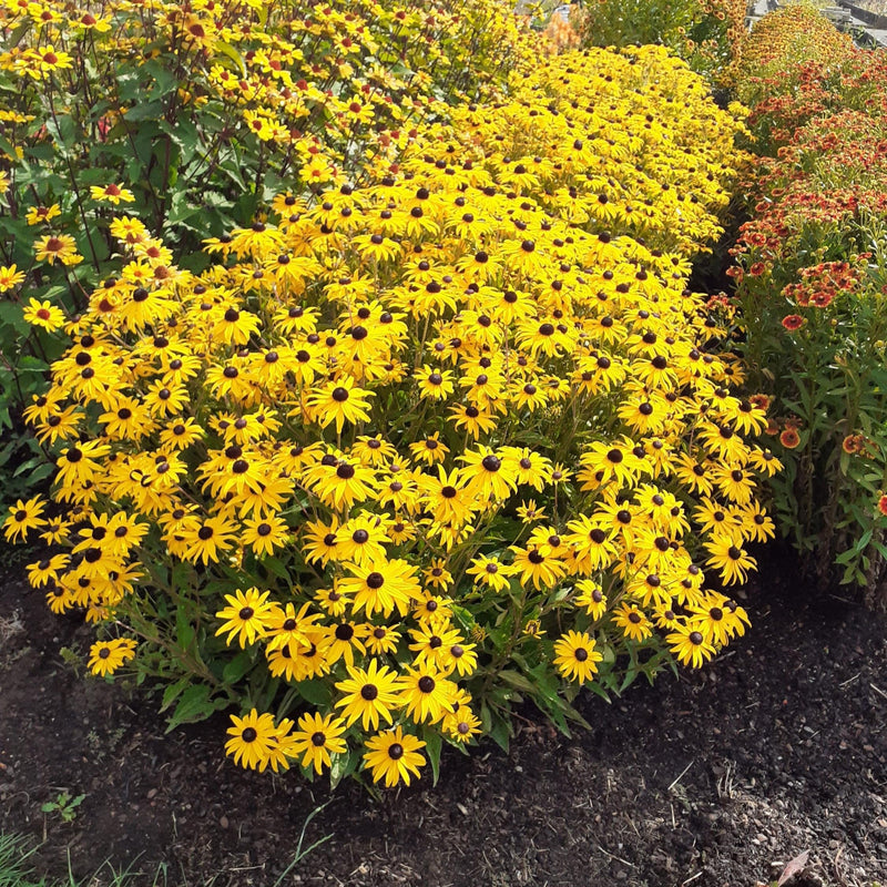Rudbeckia fulgida var. sullivantii 'Gold Blitz' ~ Gold Blitz Black-Eyed Susan
