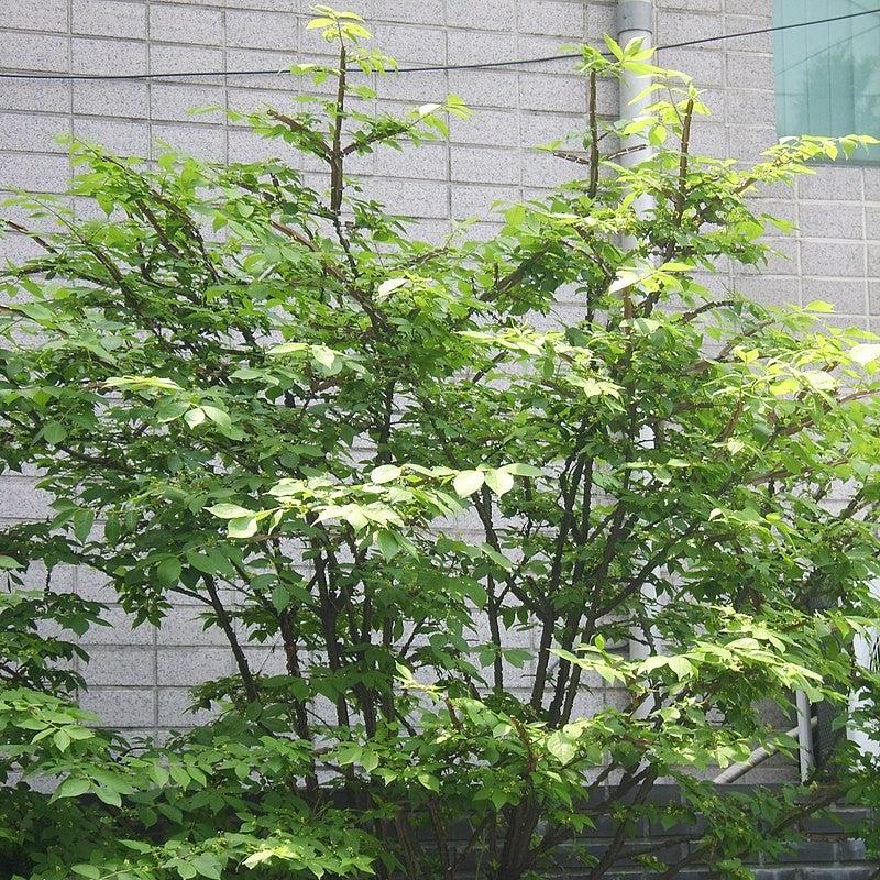 Euonymus alatus ~ Burning Bush