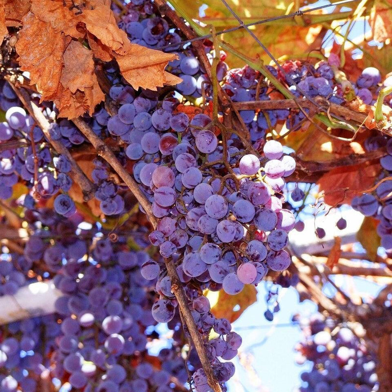 Vitis 'Concord' ~ Concord Seedless Grapes