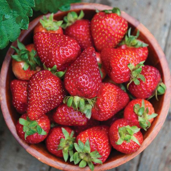 Fragaria x ananassa 'Seascape' ~ Seascape Strawberry