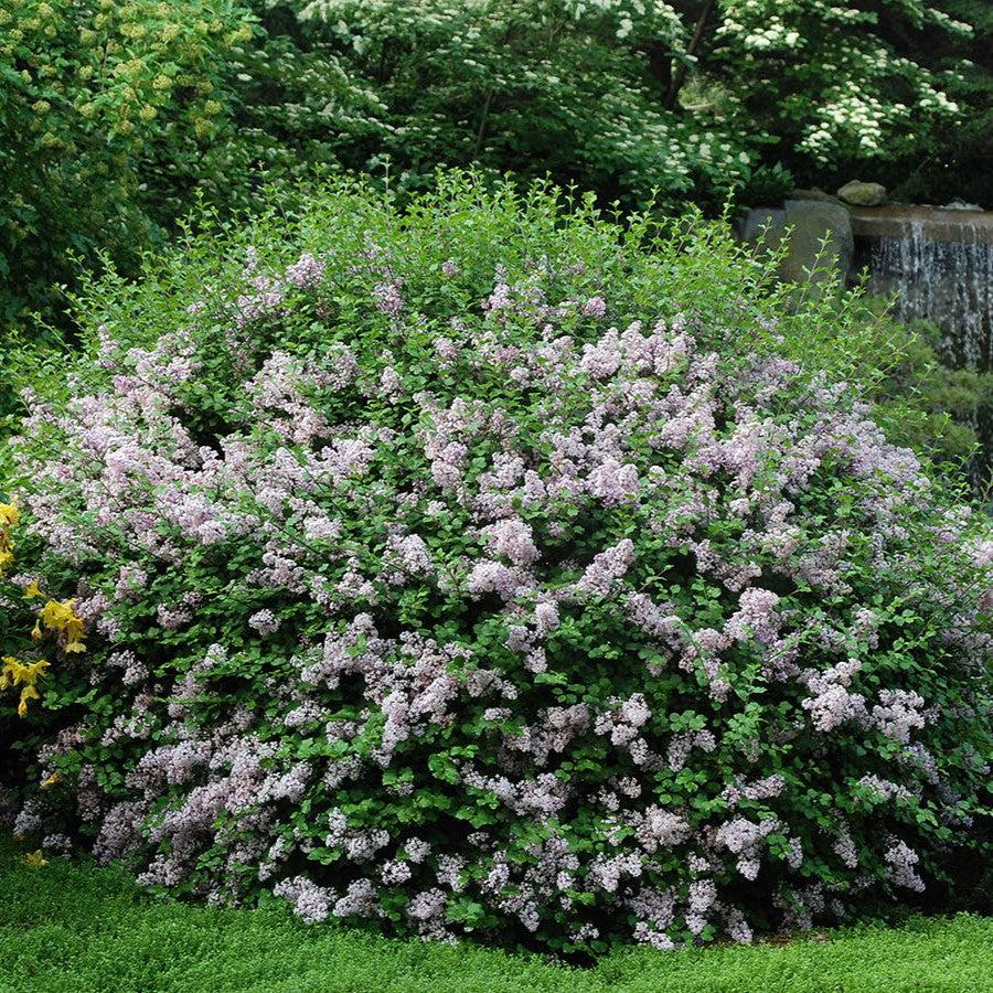 Syringa meyeri 'Palibin' ~ Dwarf Korean Lilac