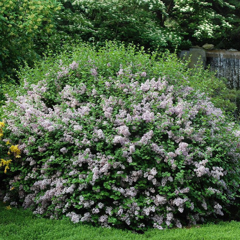 Syringa meyeri 'Palibin' ~ Dwarf Korean Lilac
