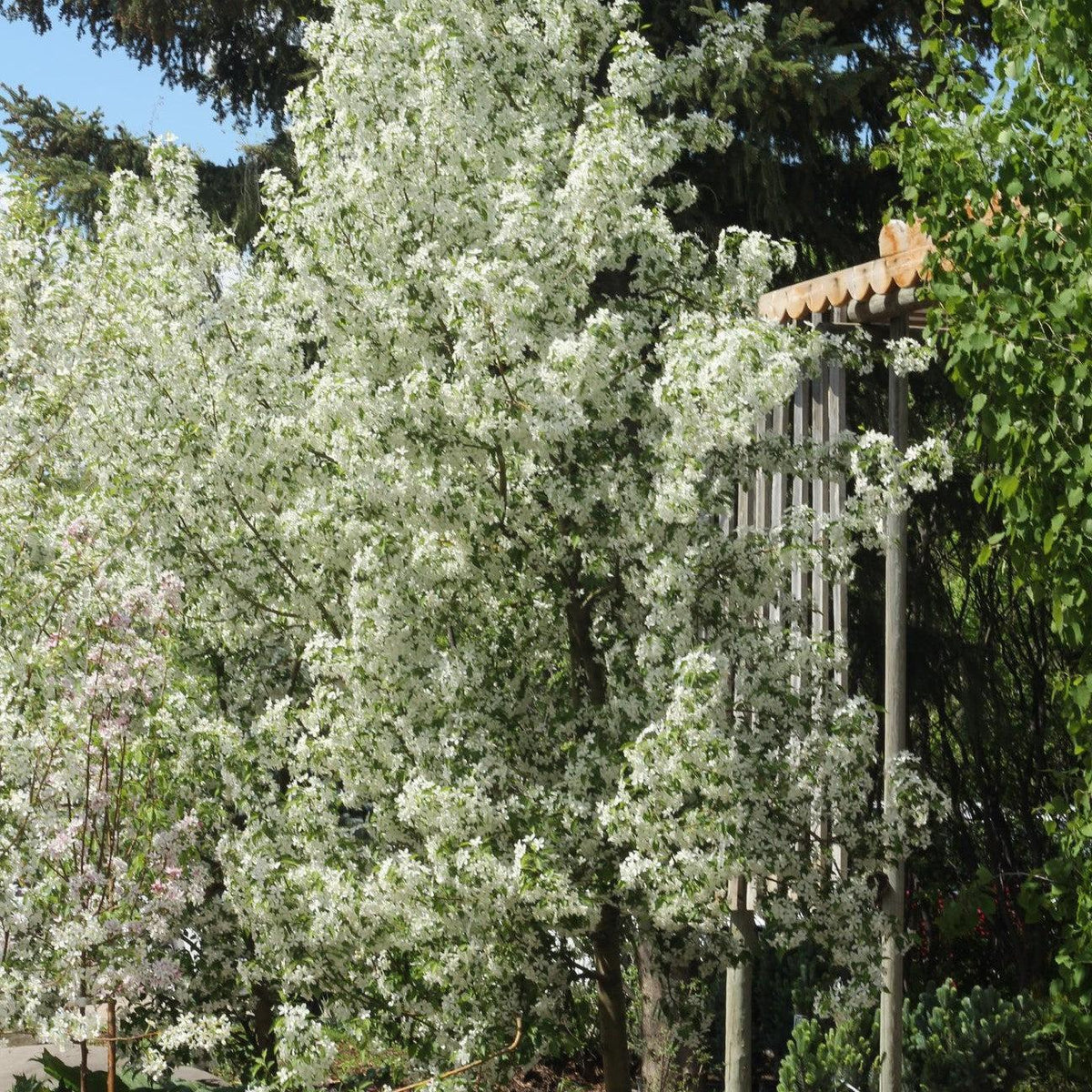 Malus 'JFS-KW207' ~ Starlite® Crabapple