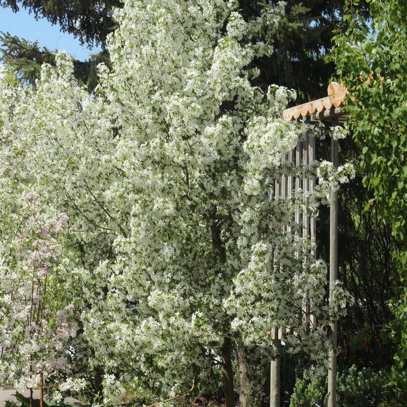 Malus 'JFS-KW207' ~ Starlite® Crabapple