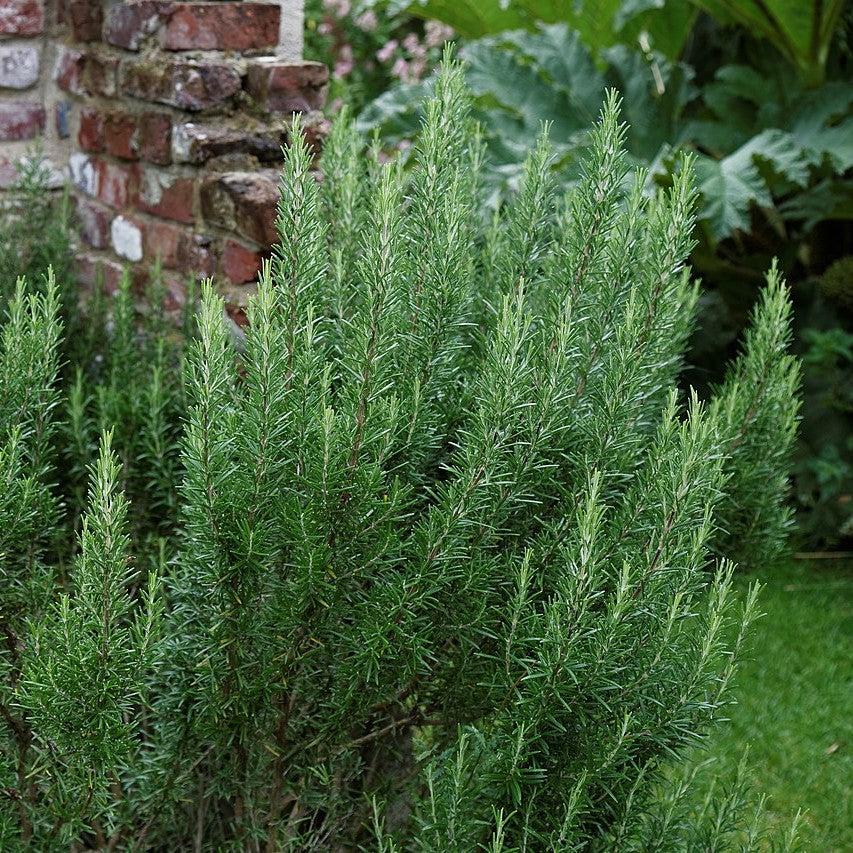 Rosmarinus officinalis ~ Rosemary