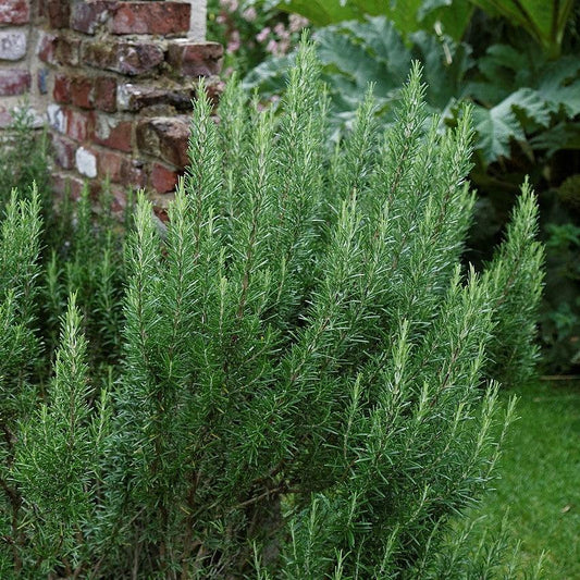 Rosmarinus officinalis ~ Rosemary