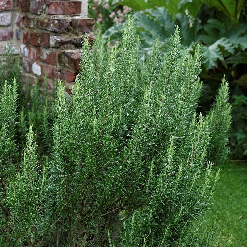 Rosmarinus officinalis ~ Rosemary