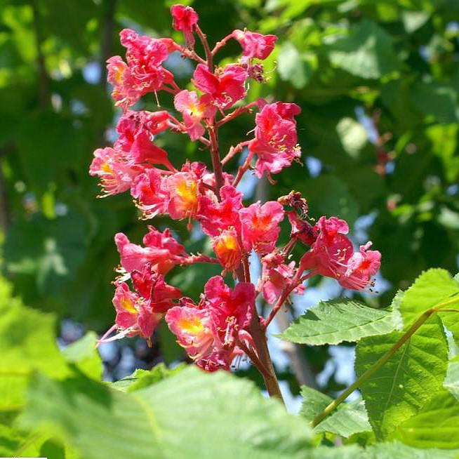 Aesculus x carnea 'Fort McNair' ~ Fort McNair Red Horsechestnut