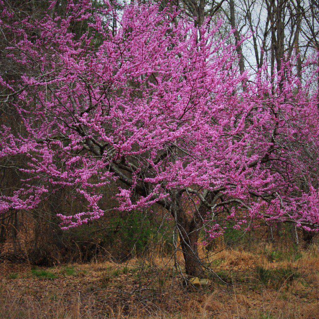 Cercis canadensis ~ Eastern Redbud