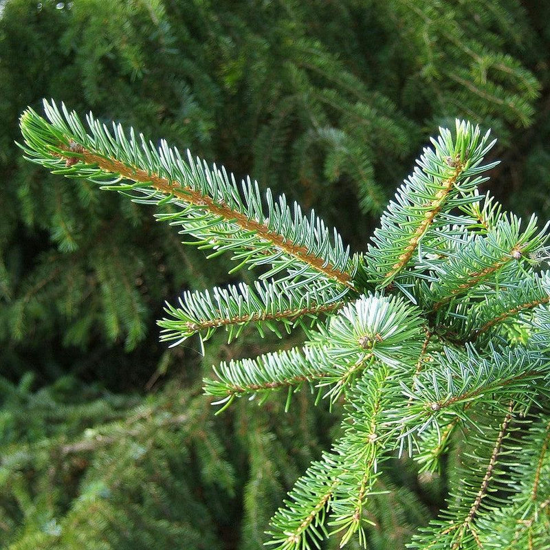 Picea omorika ~ Serbian Spruce