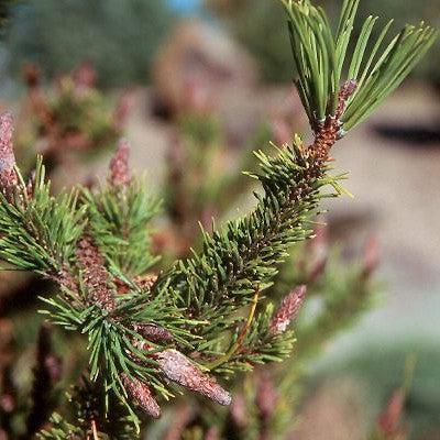 Pinus contorta 'Spaan's Dwarf' ~ Spaan's Dwarf Shore Pine