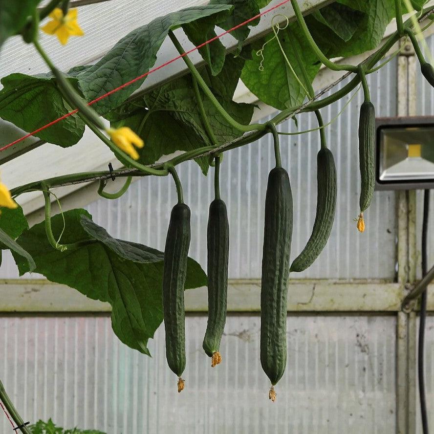 Cucumis sativus ~ Cucumber