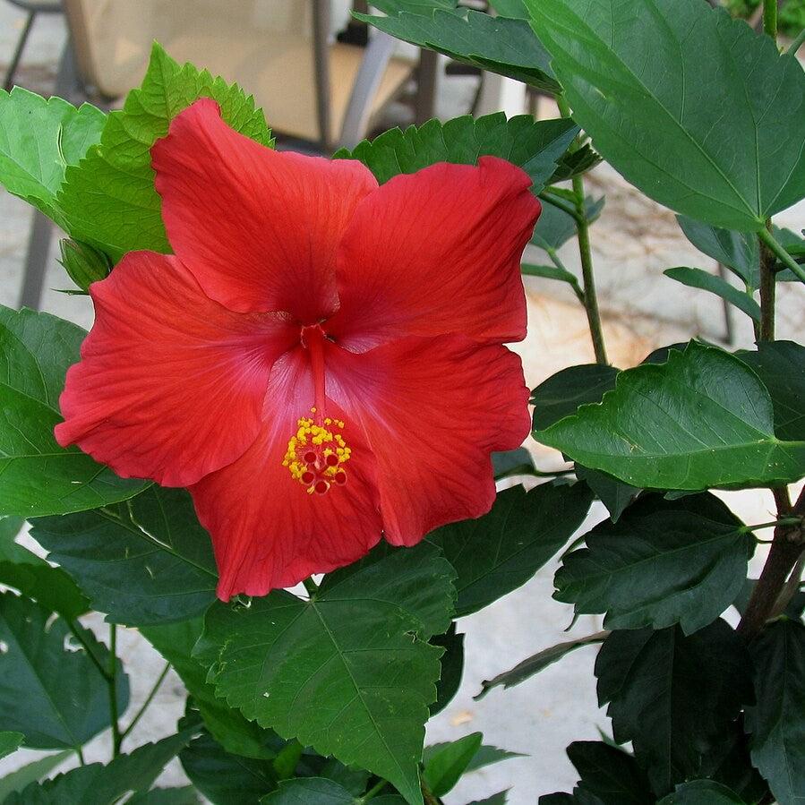 Hibiscus rosa-sinensis 'President' ~ President Standard