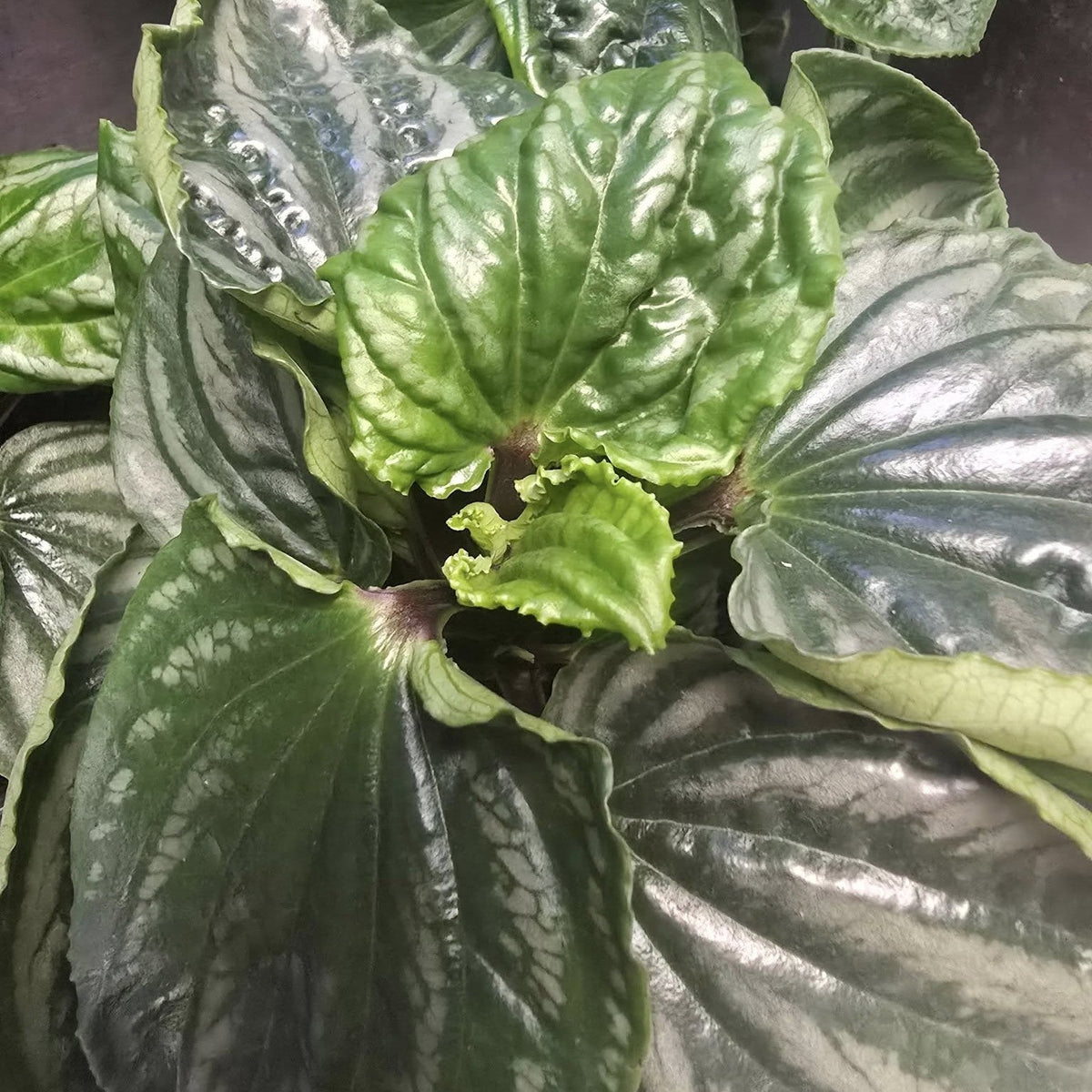 Peperomia ‘Ecuador’ ~ Ecuador Peperomia