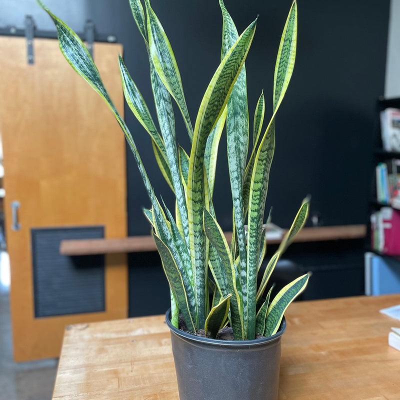 Sansevieria laurentii ~ Snake Plant Laurentii