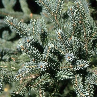Picea glauca ~ White Spruce