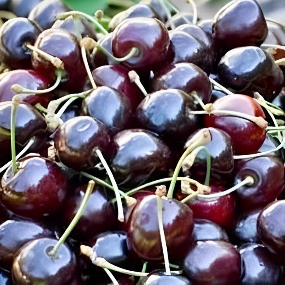 Prunus avium 'Black Tartarian' ~ Black Tartarian Sweet Cherry