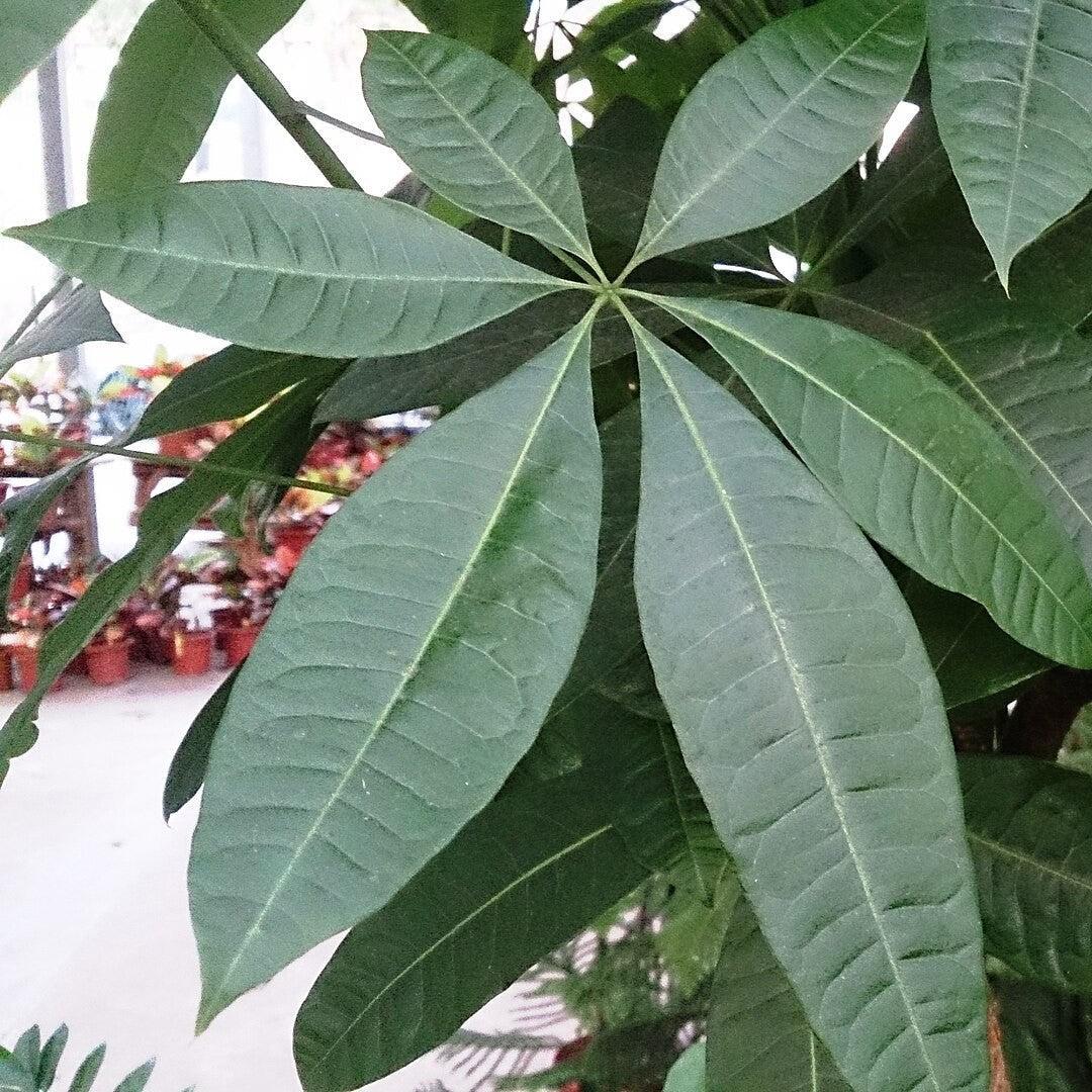 Pachira aquatica ~ Money Tree