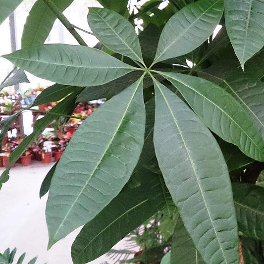 Pachira aquatica ~ Money Tree