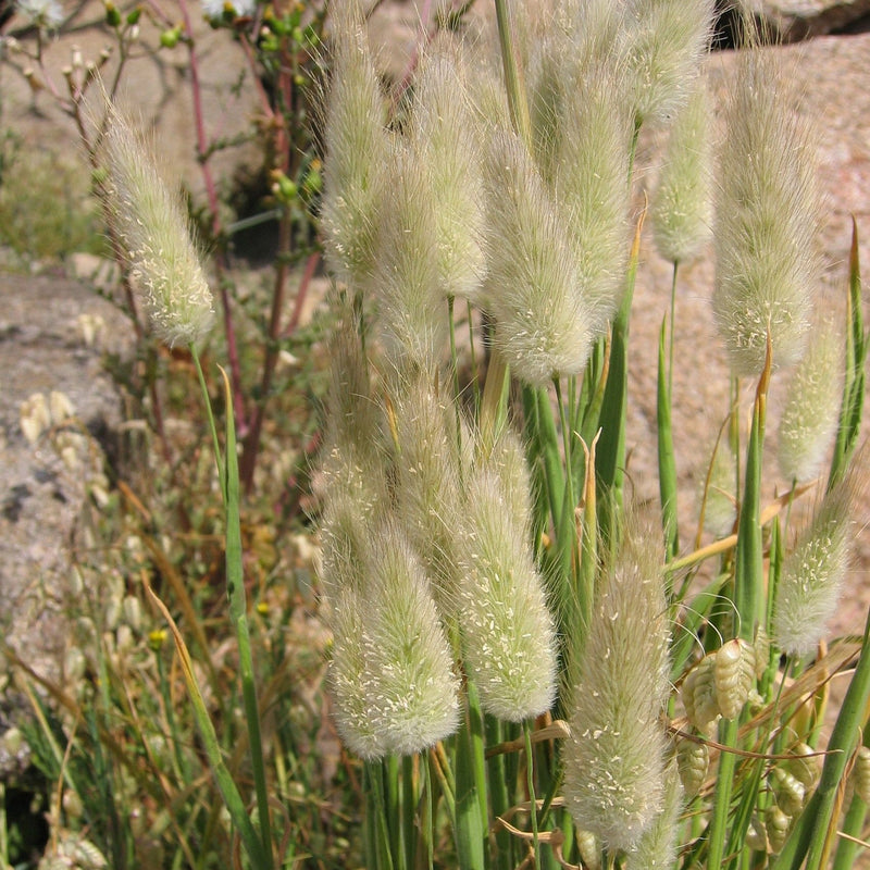 Lagurus ovatus ~ Bunny Tails Grass