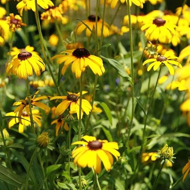 Rudbeckia fulgoda var speciosa 'Blovi' ~ Viettes Little Suzy Black-Eyed Susan