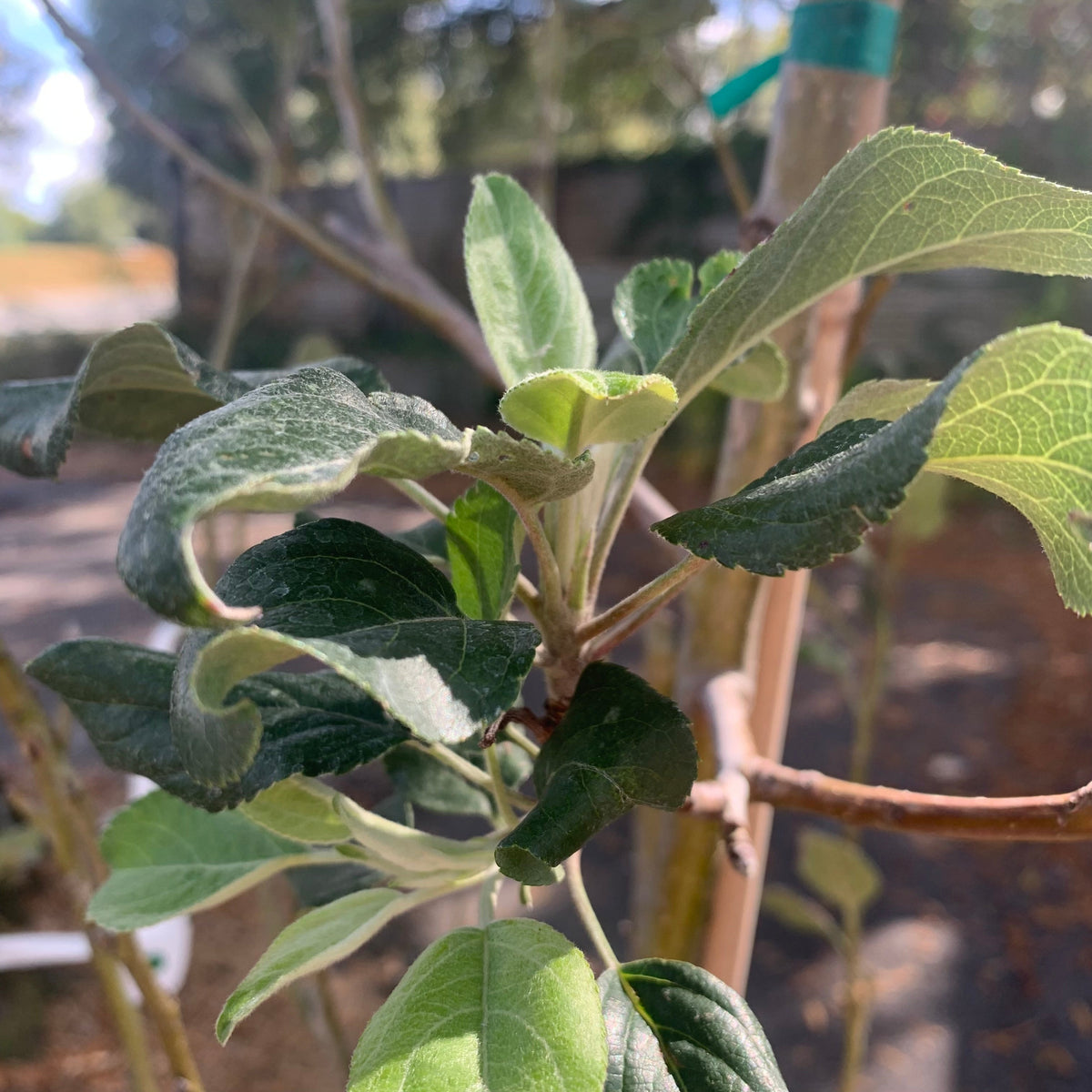 Malus pumila 'Honeycrisp' ~ Honeycrisp Apple