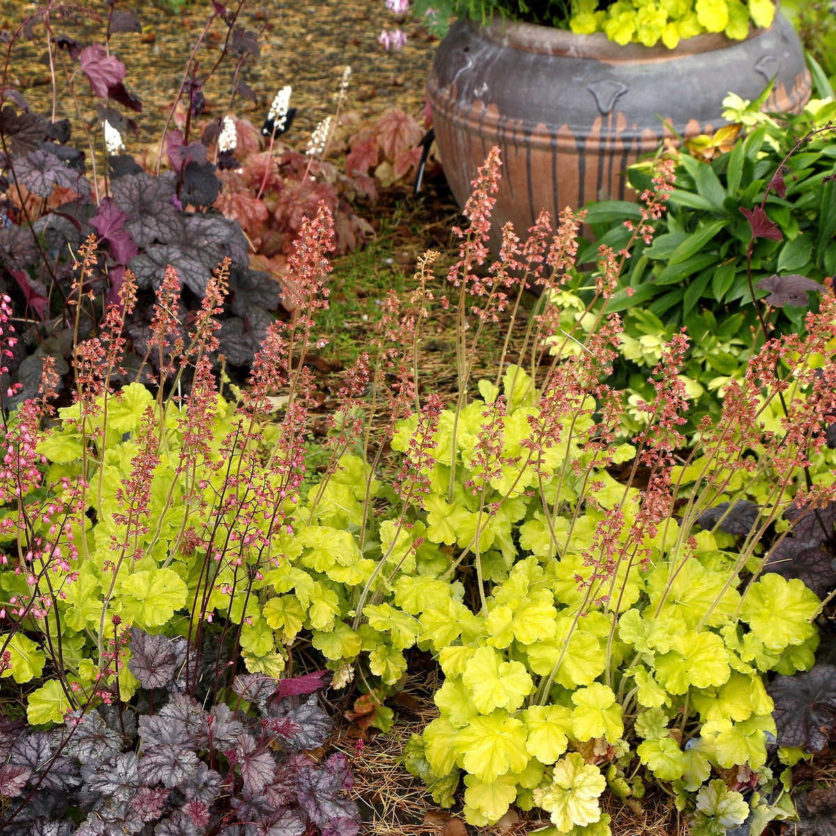 Heuchera 'TNHEUNEL' ~ Northern Exposure™ Lime Heuchera
