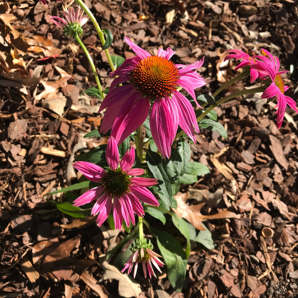 Echinacea purpurea 'PAS702917' ~ PowWow® Wild Berry Echinacea, Coneflower