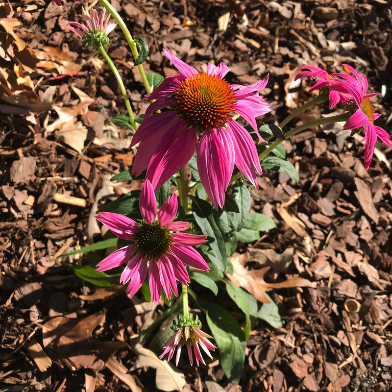 Echinacea purpurea 'PAS702917' ~ PowWow® Wild Berry Echinacea, Coneflower