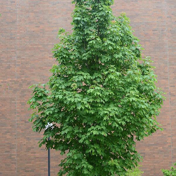 Acer saccharum 'Barrett Cole' ~ Apollo® Sugar Maple