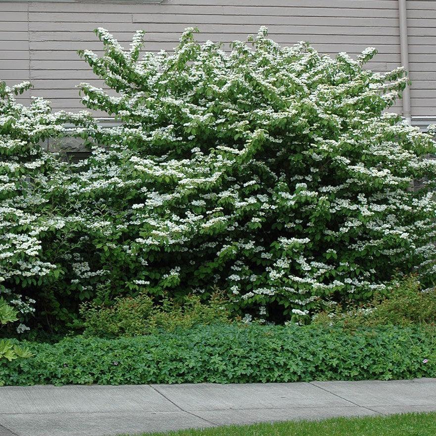 Viburnum plicatum var. tomentosum ~ Doublefile Viburnum