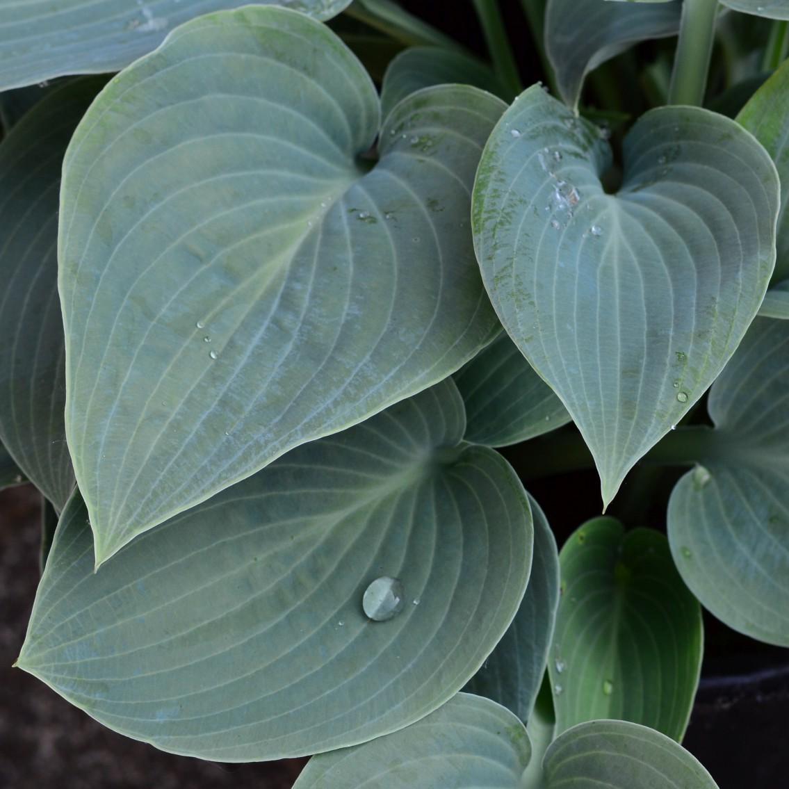 Hosta 'Blue Umbrellas' ~ Blue Umbrellas Hosta
