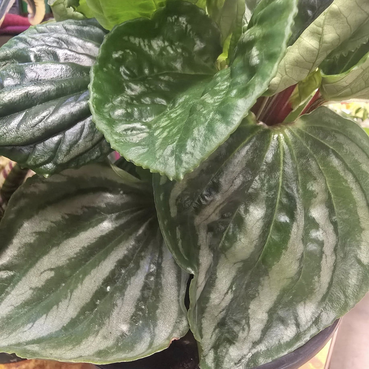Peperomia ‘Ecuador’ ~ Ecuador Peperomia