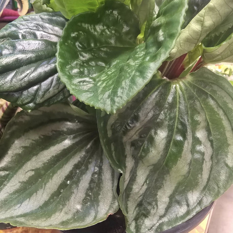 Peperomia ‘Ecuador’ ~ Ecuador Peperomia