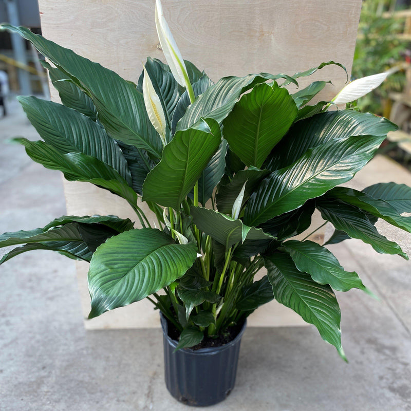 Spathiphyllum ~ Peace Lily