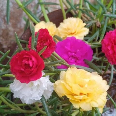 Portulaca grandiflora ~ Moss Rose