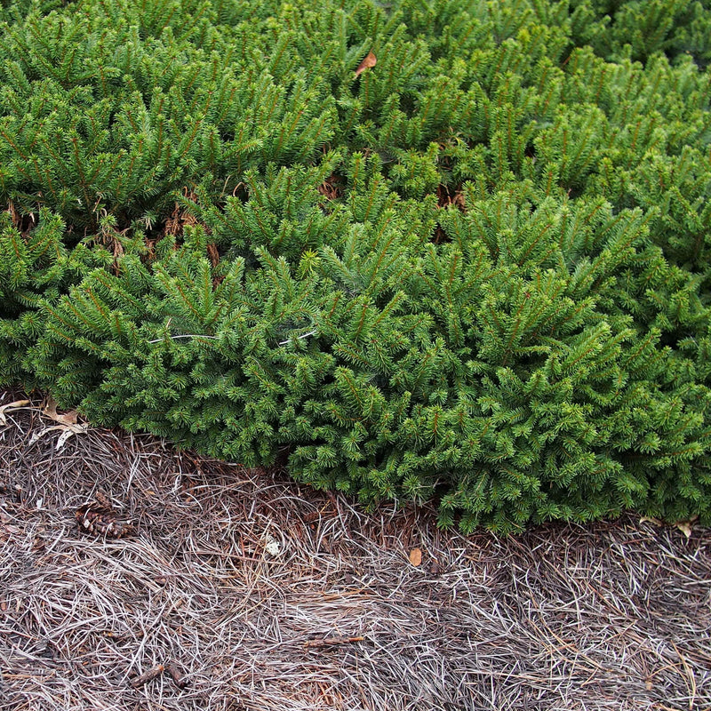 Picea glauca 'Pumila' ~ Dwarf Norway Spruce