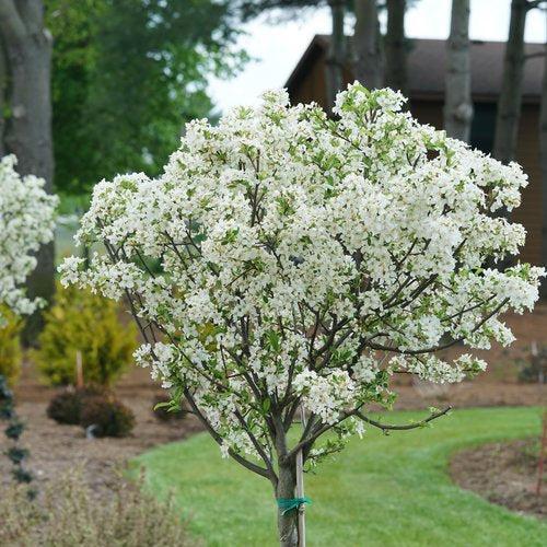 Malus x 'Lollizam' ~ PW® Lollipop® Crabapple