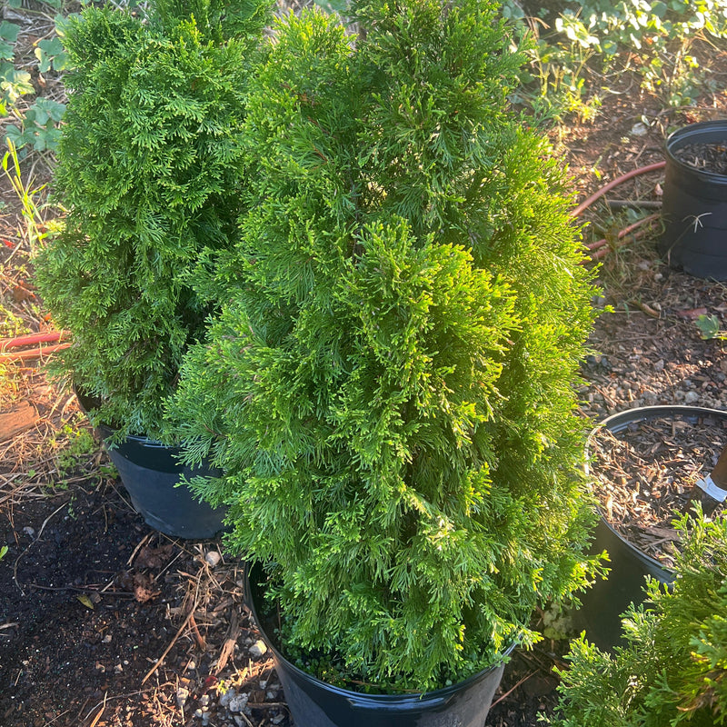 Thuja occidentalis 'Smaragd' ~ Emerald Green Arborvitae