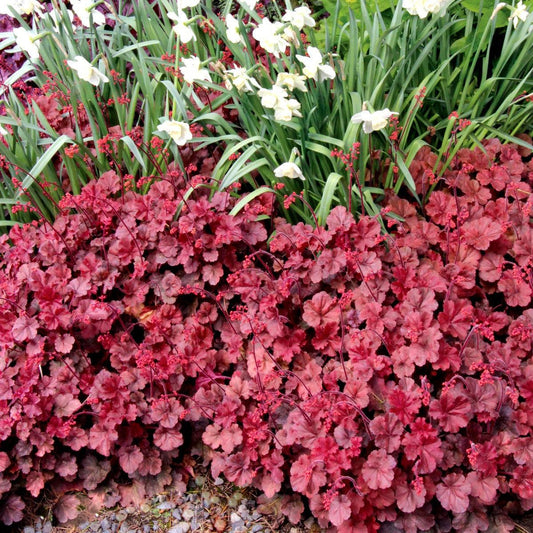 Heuchera 'Cherry Cola' ~ Cherry Cola Coral Bells
