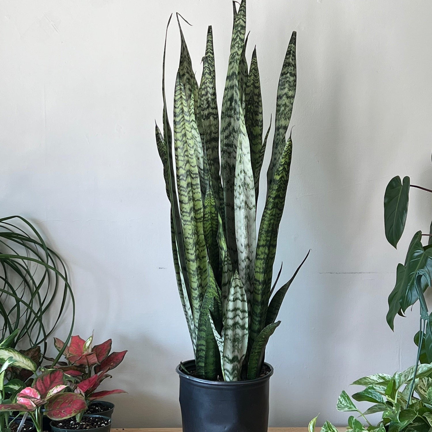 Sansevieria zeylanica ~ Snake Plant Zeylanica