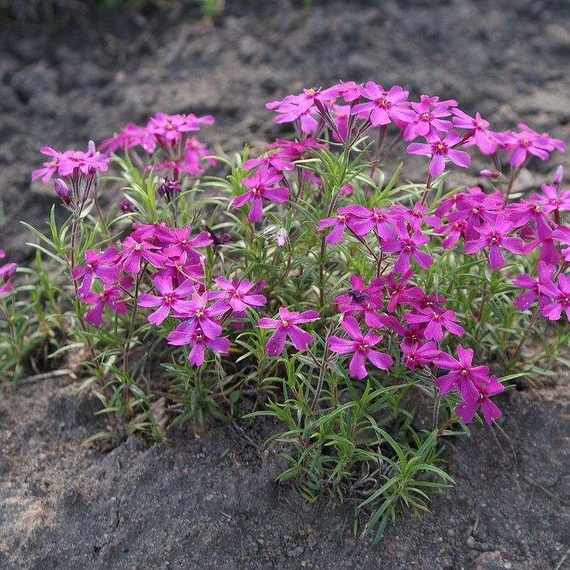 Phlox subulata ~ Creeping Phlox, Moss Phlox