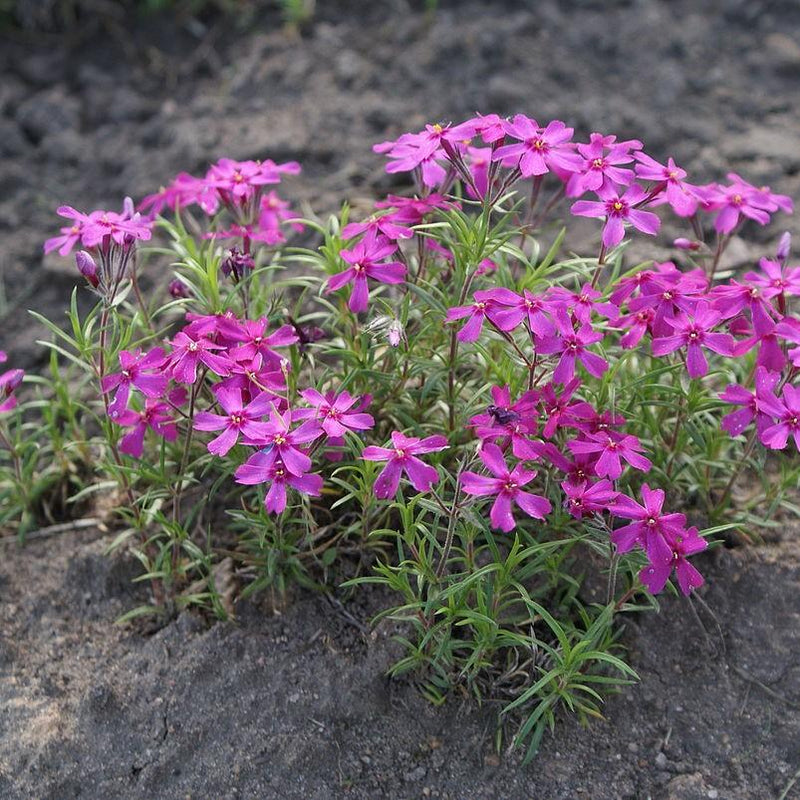 Phlox subulata ~ Creeping Phlox, Moss Phlox