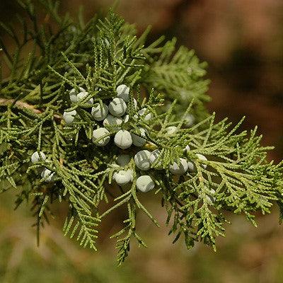 Juniperus chinensis 'Keteleeri' ~ Keteleeri Juniper