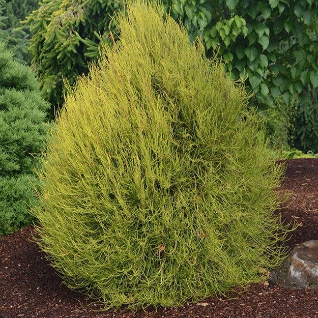 Thuja orientalis ‘Franky Boy' ~ Franky Boy Oriental Arborvitae