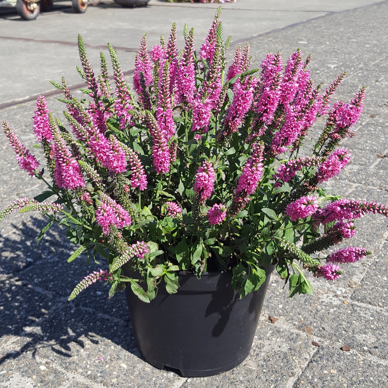 Veronica spicata 'Verspi' ~ Pink Candles Veronica