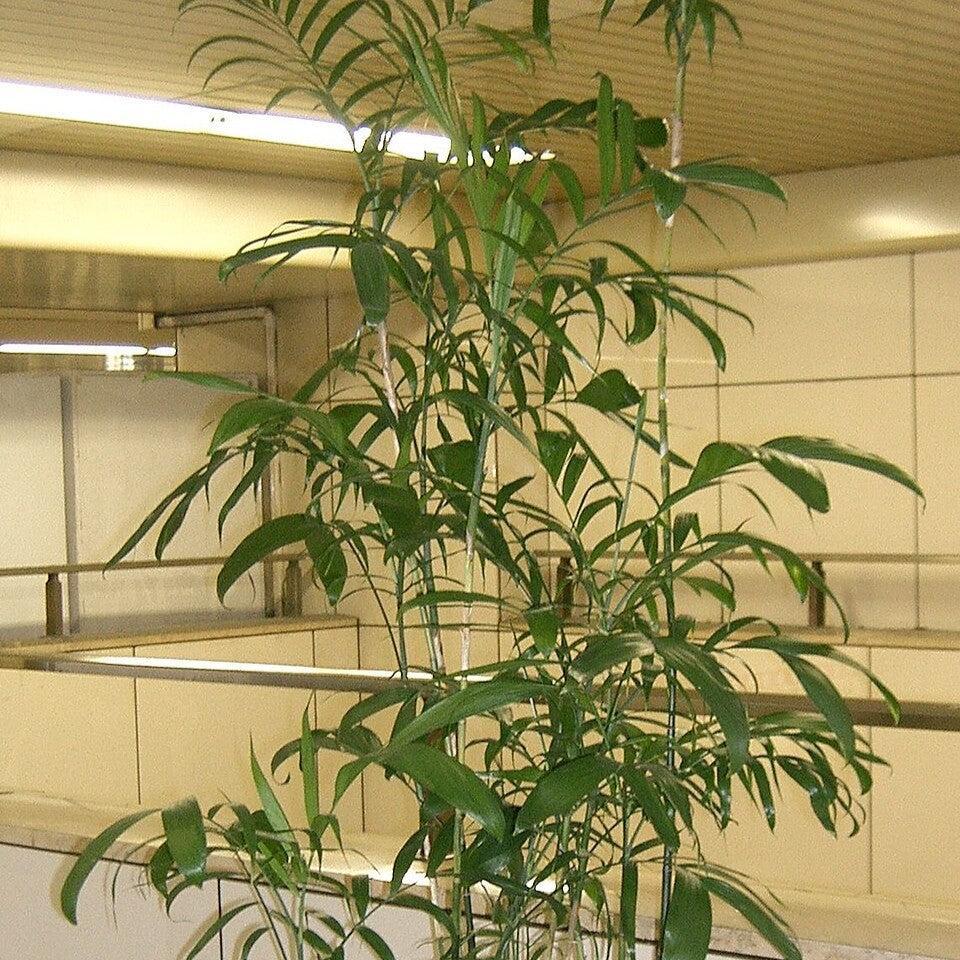 Chamaedorea seifrizii ~ Bamboo Palm