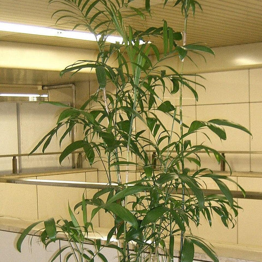 Chamaedorea seifrizii ~ Bamboo Palm