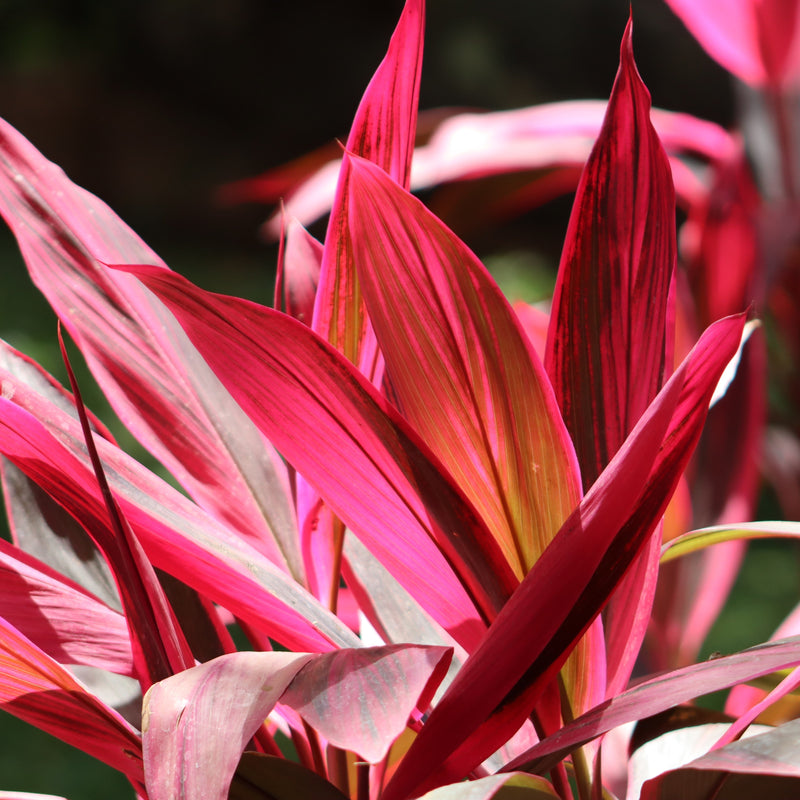 Cordyline 'Maria' ~ Maria Pink Cordyline